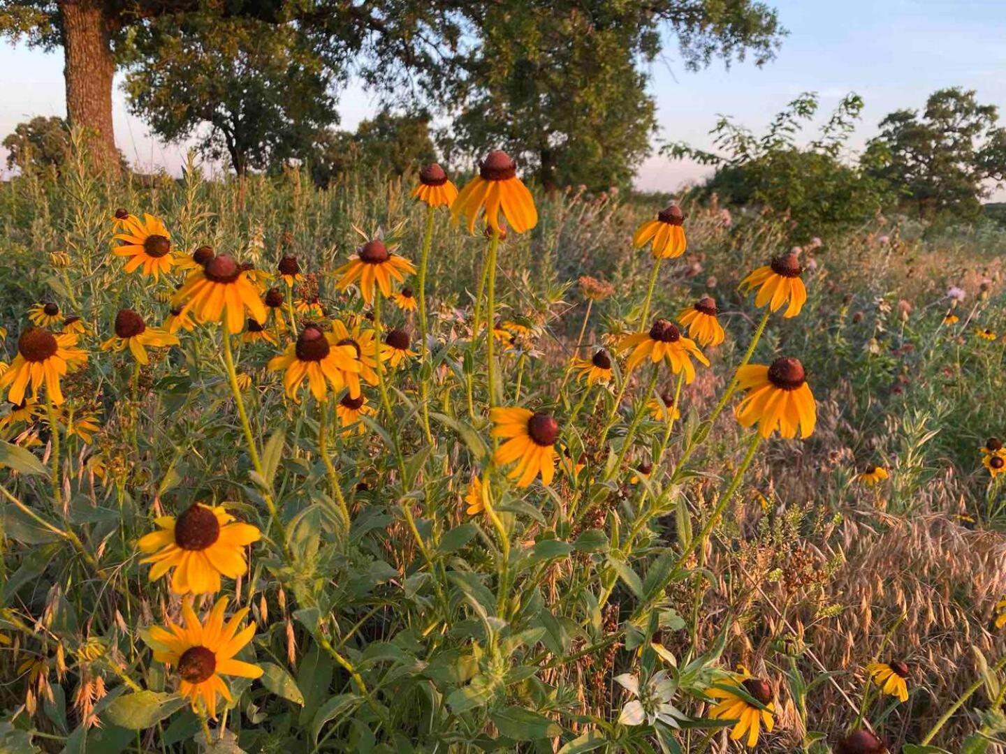 Nature Retreateclectic Country Boho Farmhouse Nocona Extérieur photo